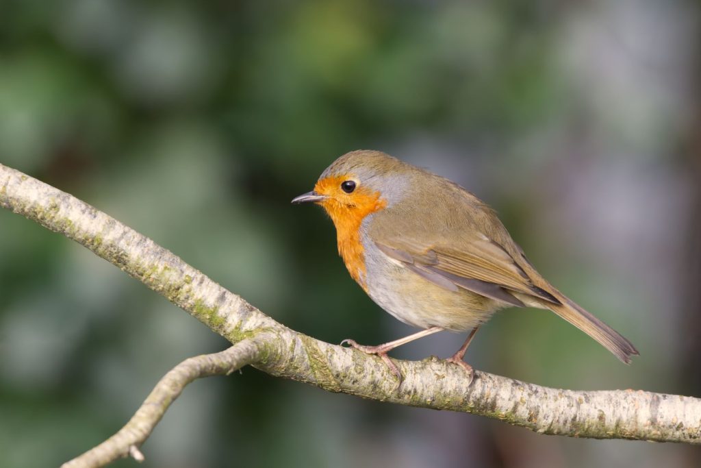 Petit oiseau de jardin perché sur une branche, proie potentielle des chats domestiques