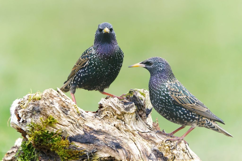Deux étourneaux sansonnets posés côte à côte, plumage irisé moucheté de clair