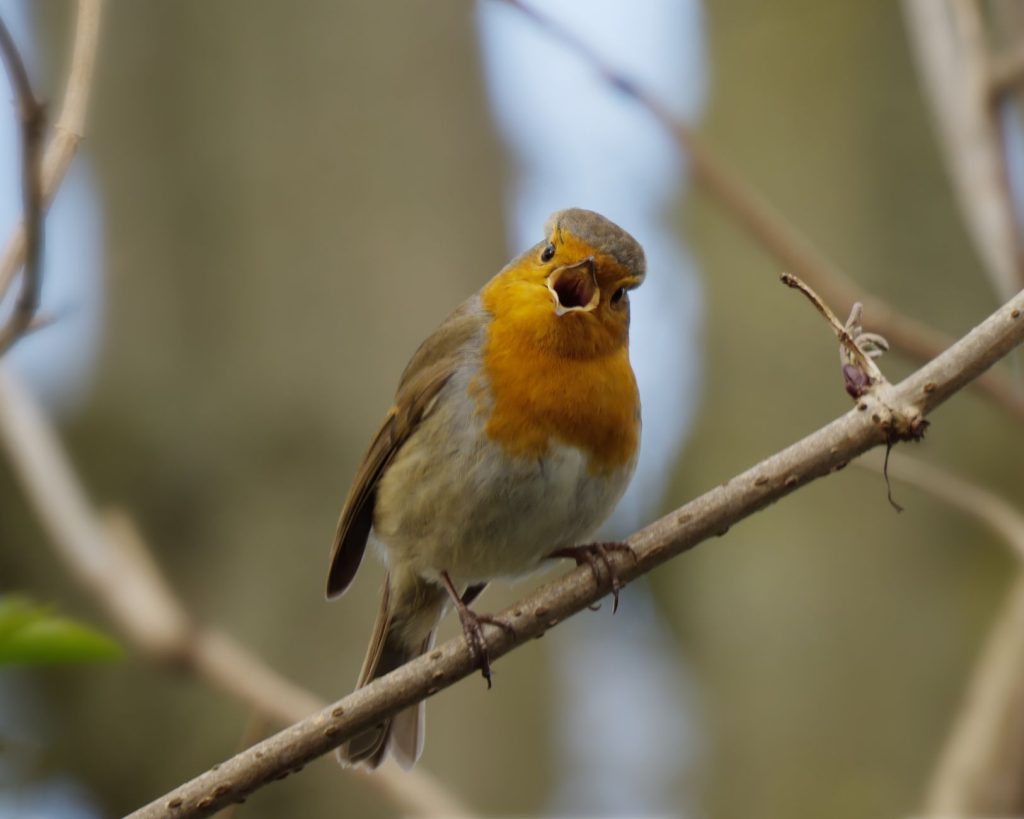 Rouge-gorge familier chantant perché sur une branche