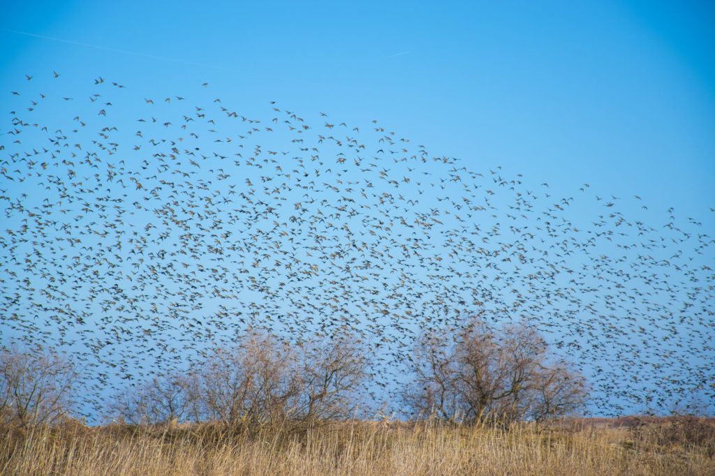 Grande nuée d'oiseaux survolant un champ au crépuscule
