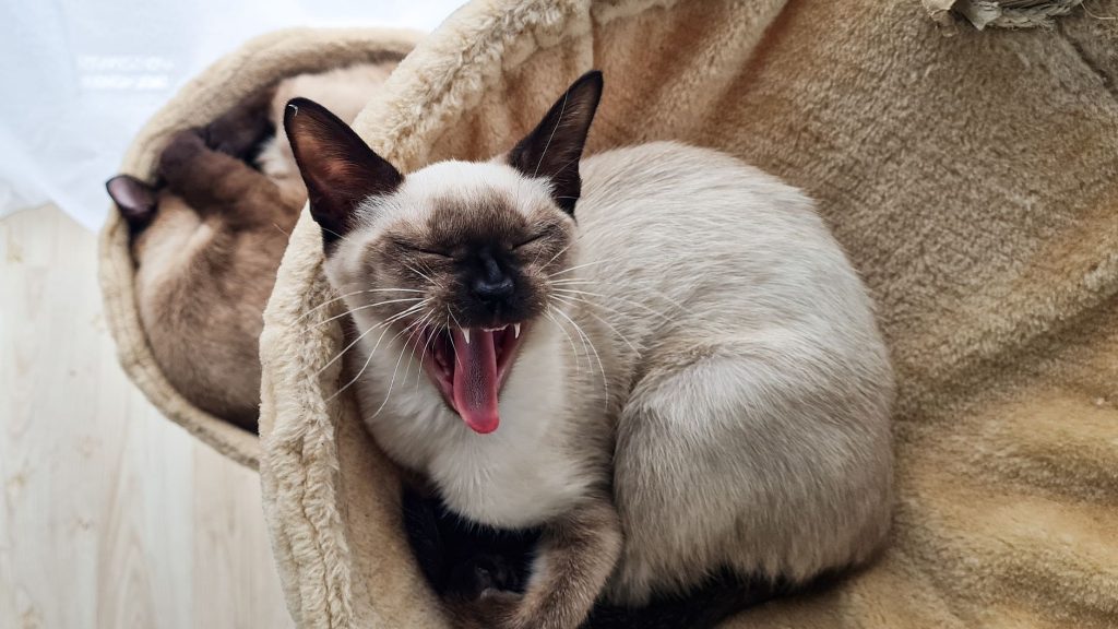 Chat Siamois au repos près d’une fenêtre ensoleillée