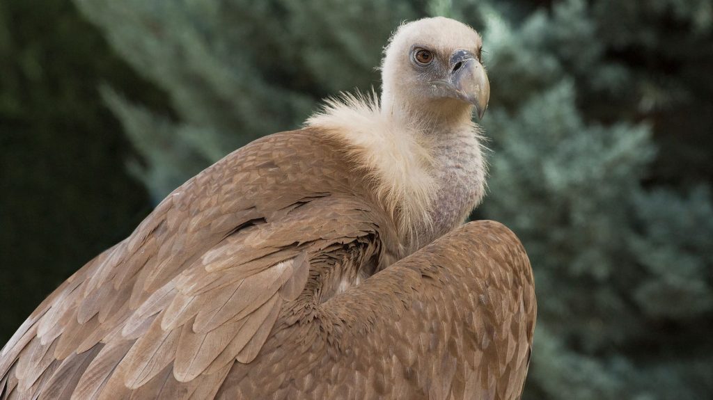 Le vautour fauve : biologie, retour spectaculaire et rôle écologique en France
