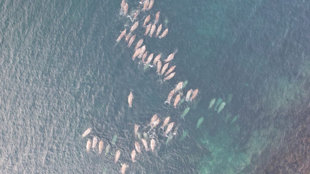 Le narval : la licorne des mers de l&rsquo;Arctique et sa mystérieuse défense