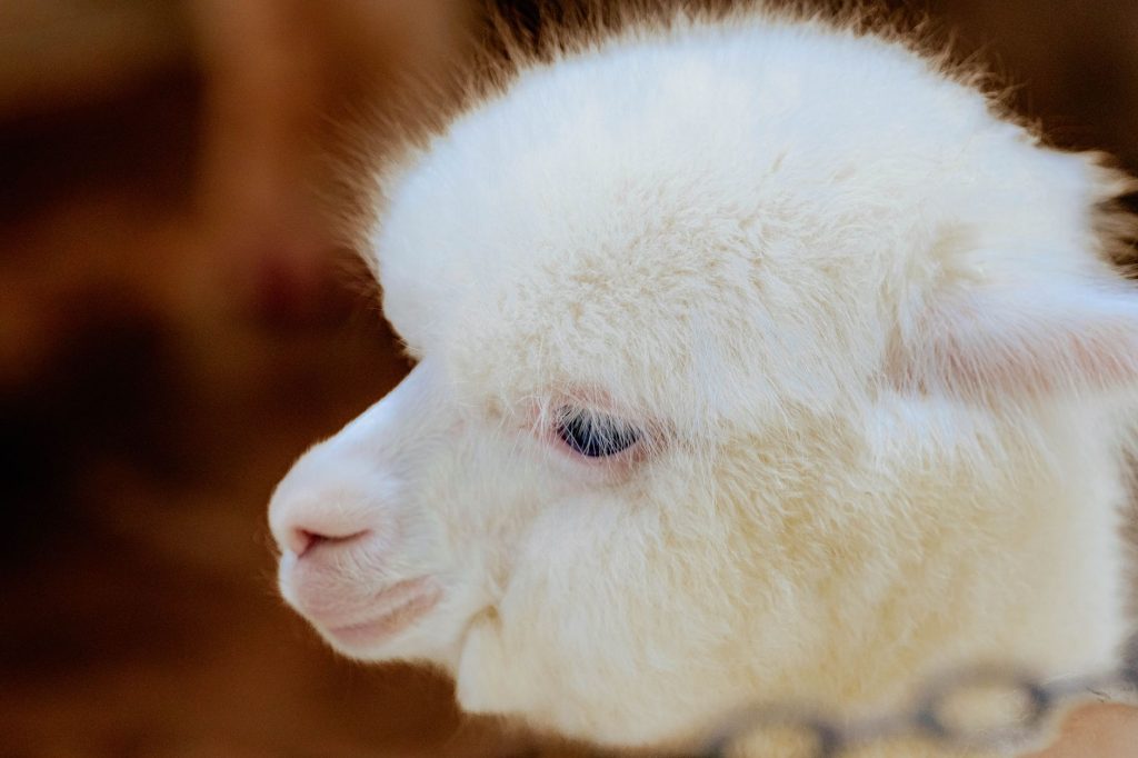 Jeune alpaga blanc, un cria de quelques semaines, de profil