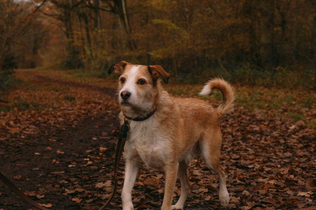 Intoxications d&rsquo;automne chez le chien et le chat : marrons, champignons et glands