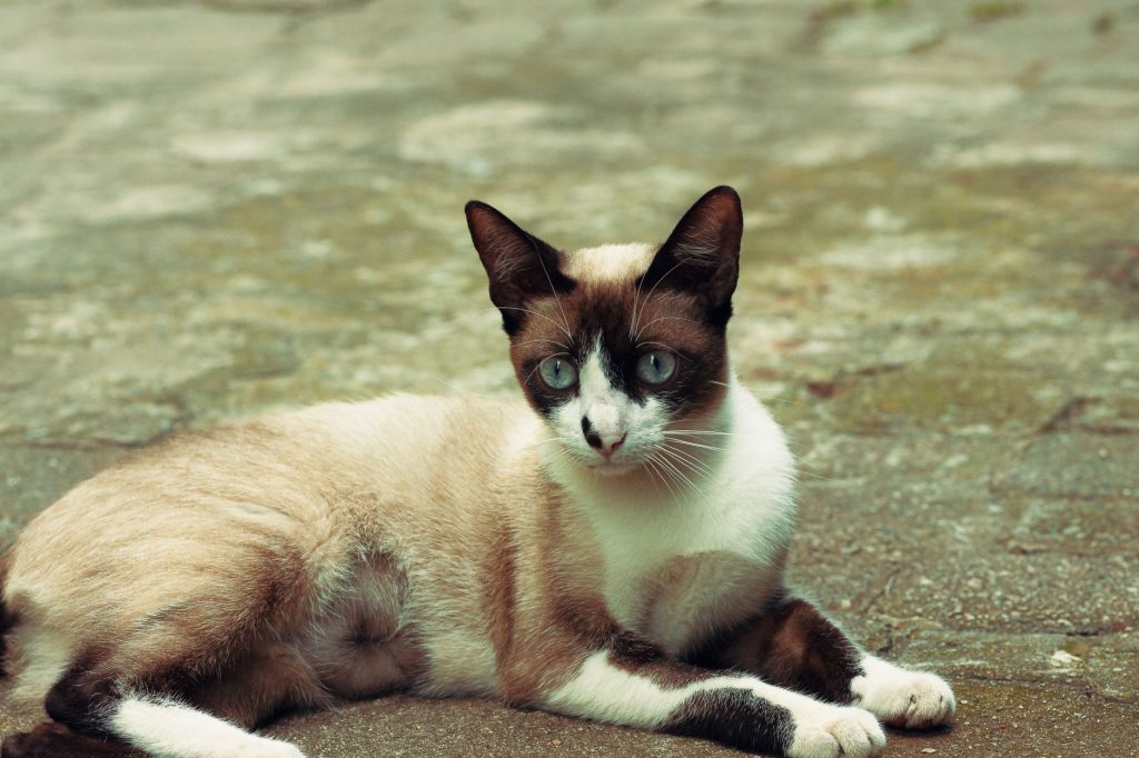 Chat Siamois assis, robe colourpoint et yeux bleus