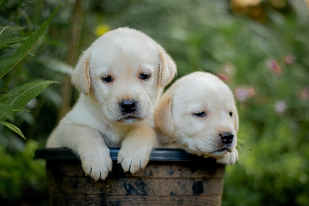 Chiot Labrador Retriever jaune dans l'herbe