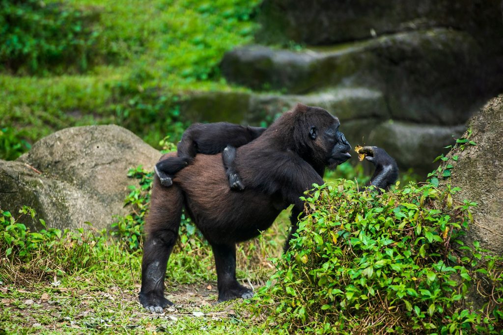 Jeune gorille accroché à sa mère dans la forêt