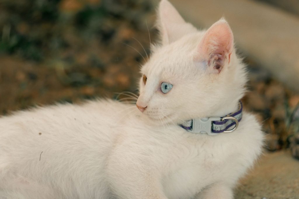 Chat portant un collier coloré en extérieur dans un jardin