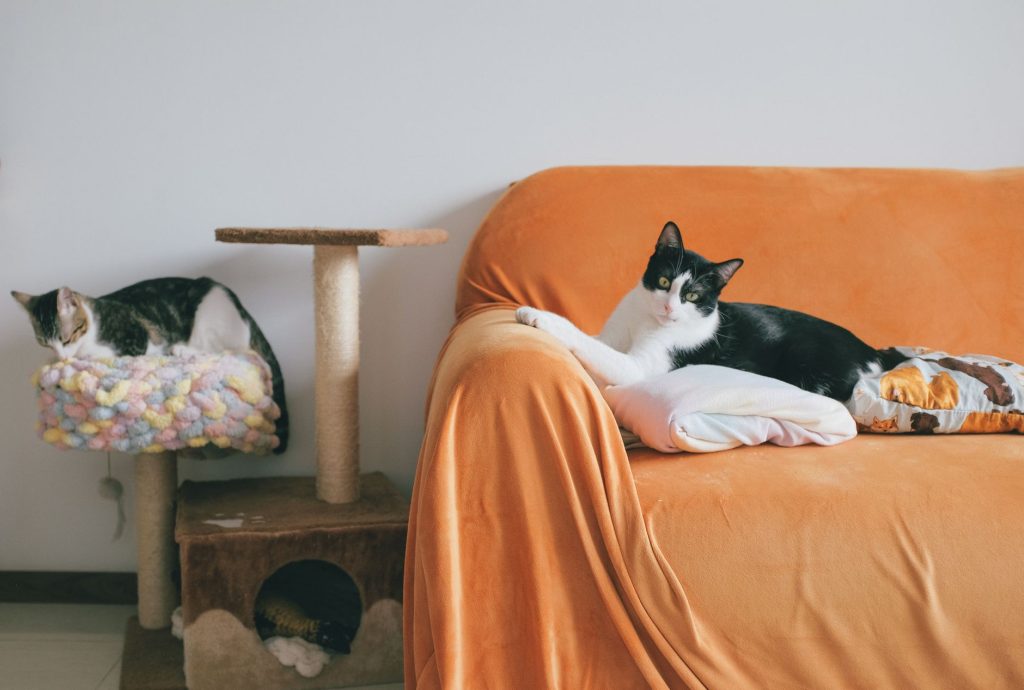 Chat installé sur un canapé de salon, accoudoir à portée de griffes