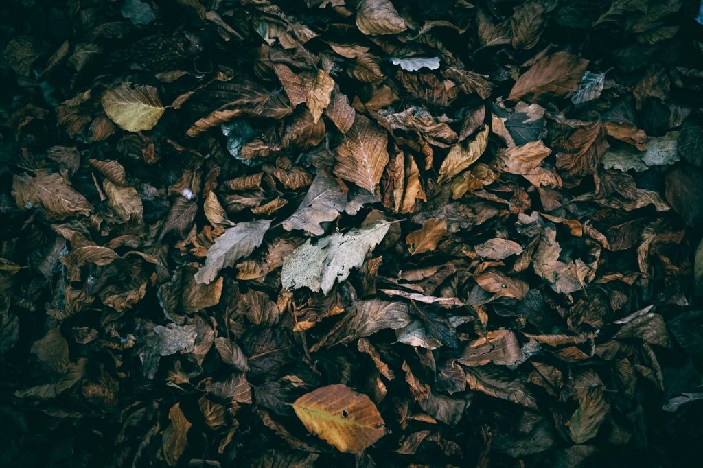 Tapis de feuilles mortes au sol dans un jardin d automne