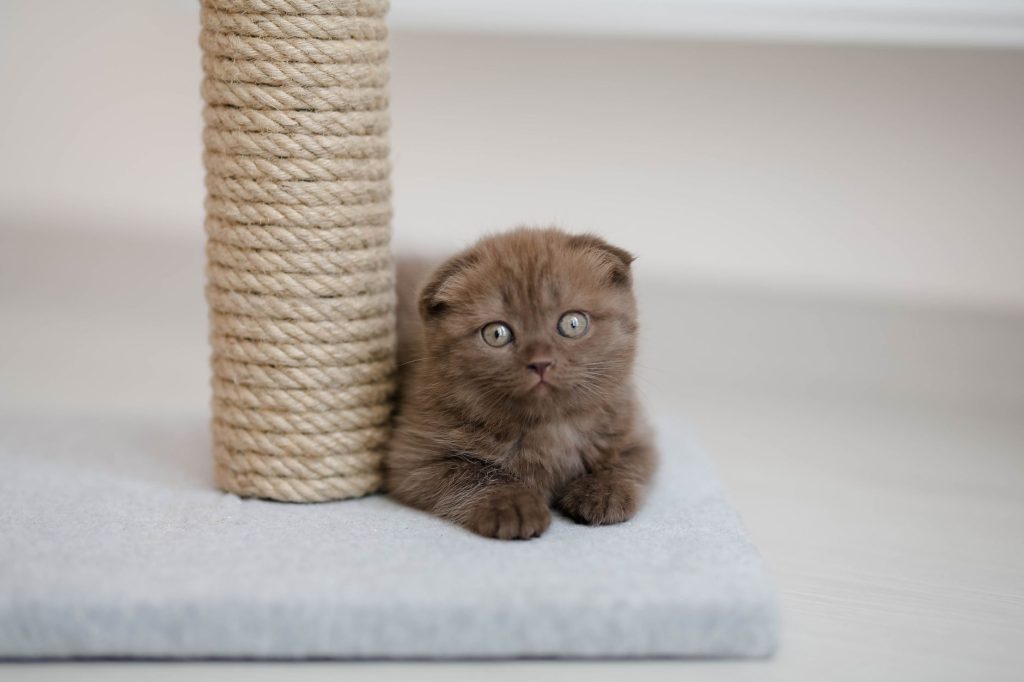 Le chat qui fait ses griffes : comprendre le marquage et protéger son canapé