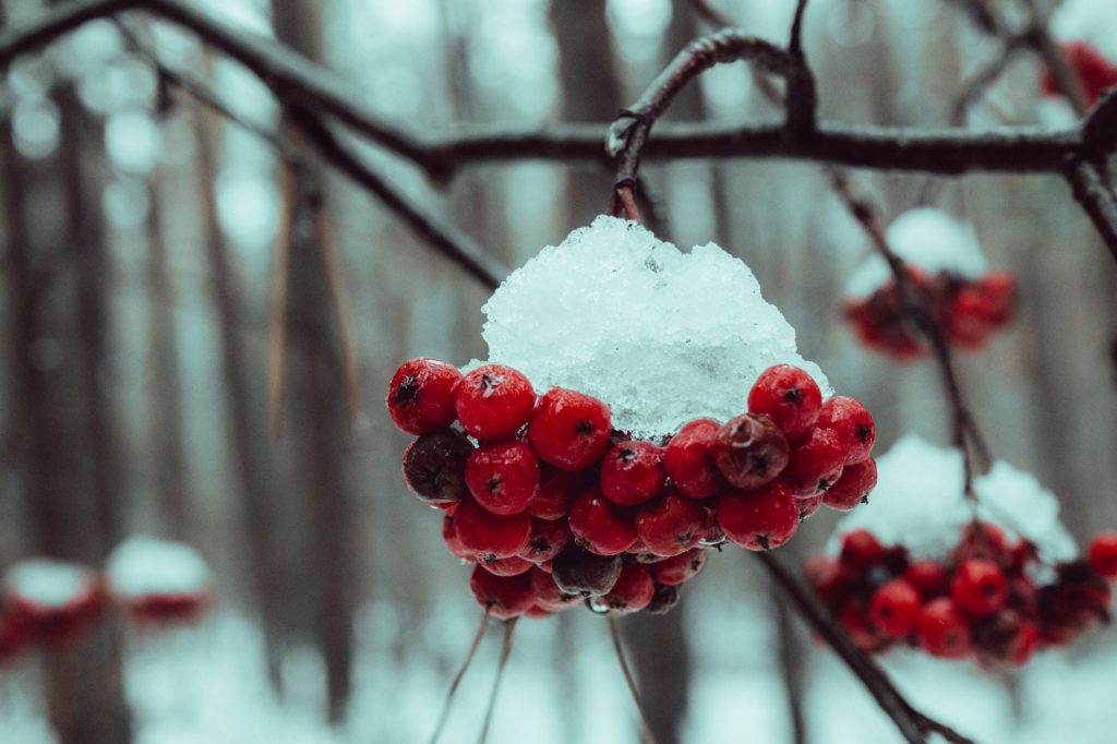 Baies rouges de sorbier sur une branche en forêt