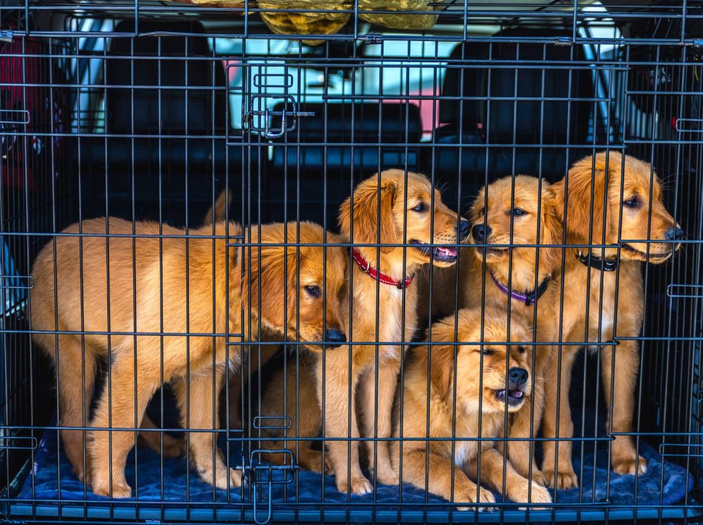 Chiot examiné par un vétérinaire lors de sa consultation vaccinale