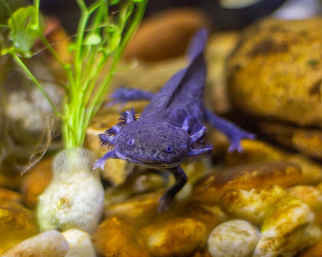 Axolotl en aquarium parmi les plantes et les pierres