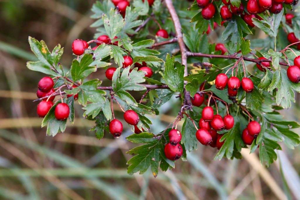 Baies rouges d'arbustes de haie champêtre en automne, ressource alimentaire pour les oiseaux