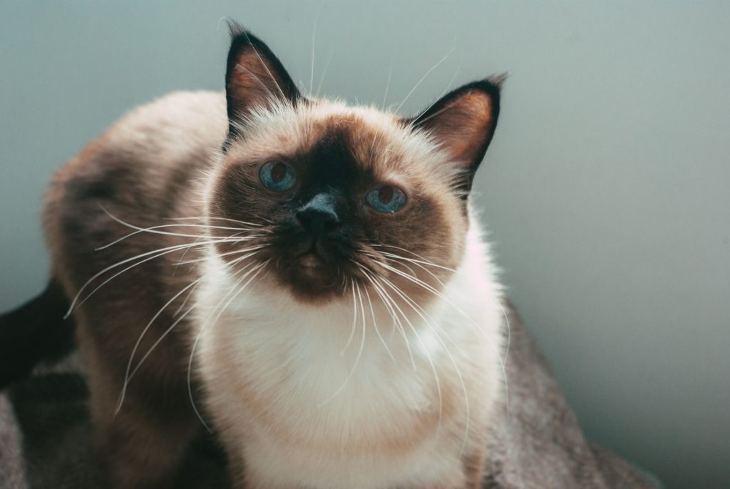 Chat Siamois : caractère, origines et besoins d&rsquo;un félin bavard