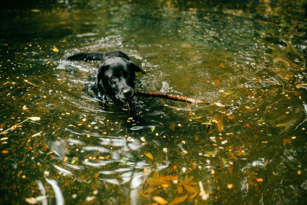 Labrador noir nageant dans l'eau