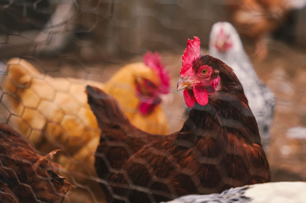 Maladies des poules : reconnaître les symptômes, soigner et prévenir