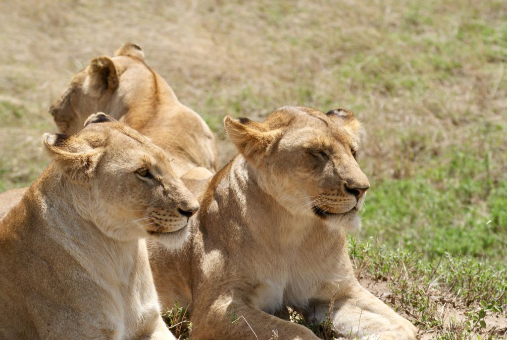 Horde de lions au repos dans la savane africaine