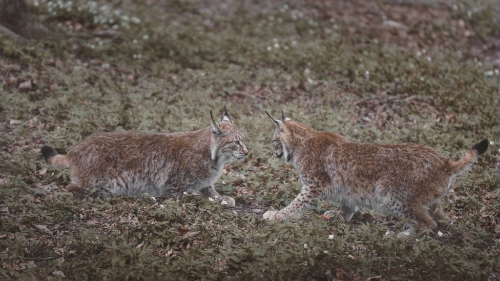 Le lynx boréal : le retour fragile du plus grand félin d&rsquo;Europe