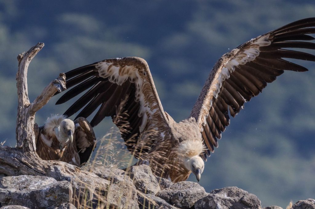 Vautour fauve posé sur une corniche rocheuse en falaise