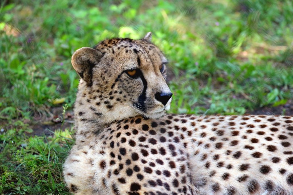 Guépard au repos dans l'herbe sèche de la savane africaine