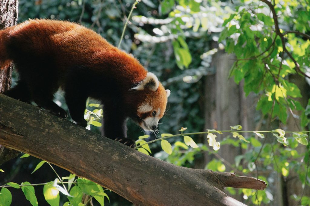 Panda roux grimpant agilement le long d'une branche d'arbre
