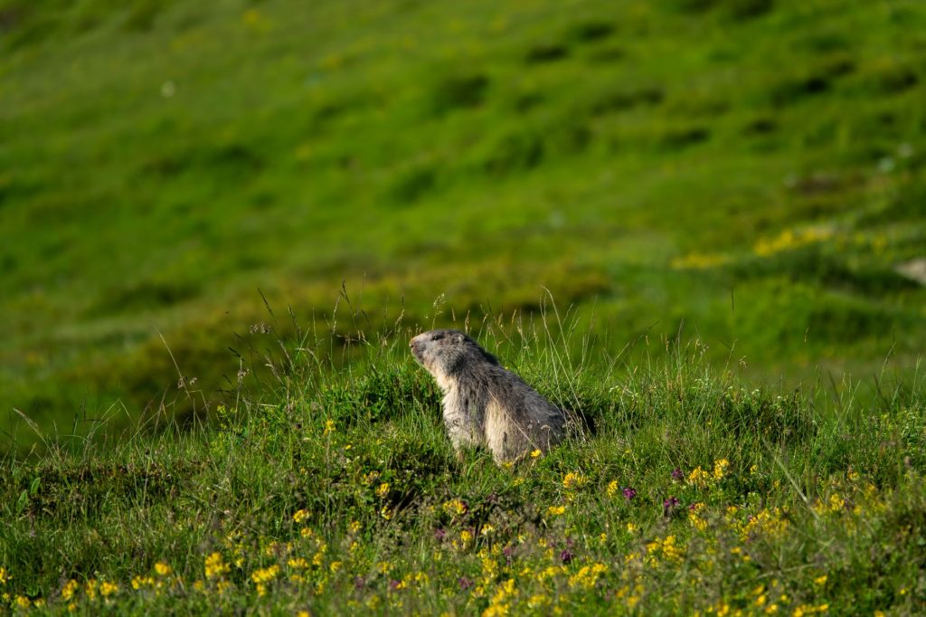 La marmotte des Alpes : hibernation, vie en colonie et cri d&rsquo;alerte