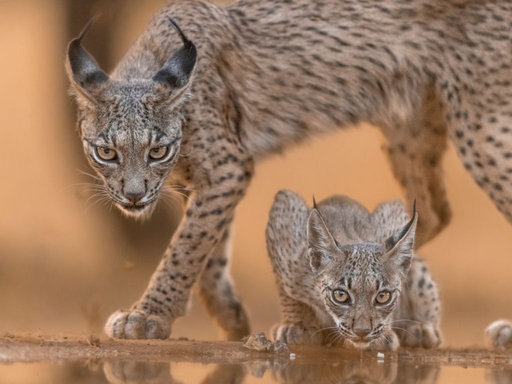 Femelle de lynx et son jeune dans la vegetation