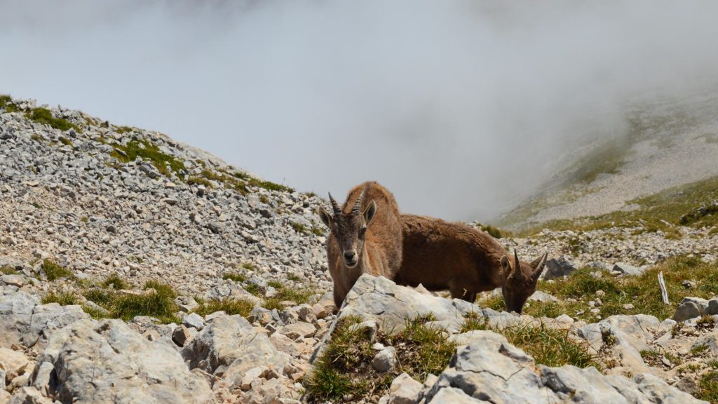 Bouquetin des Alpes sur un éboulis rocheux dans un parc national