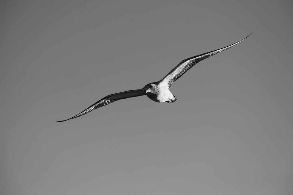 Oiseau marin volant au-dessus de l’océan