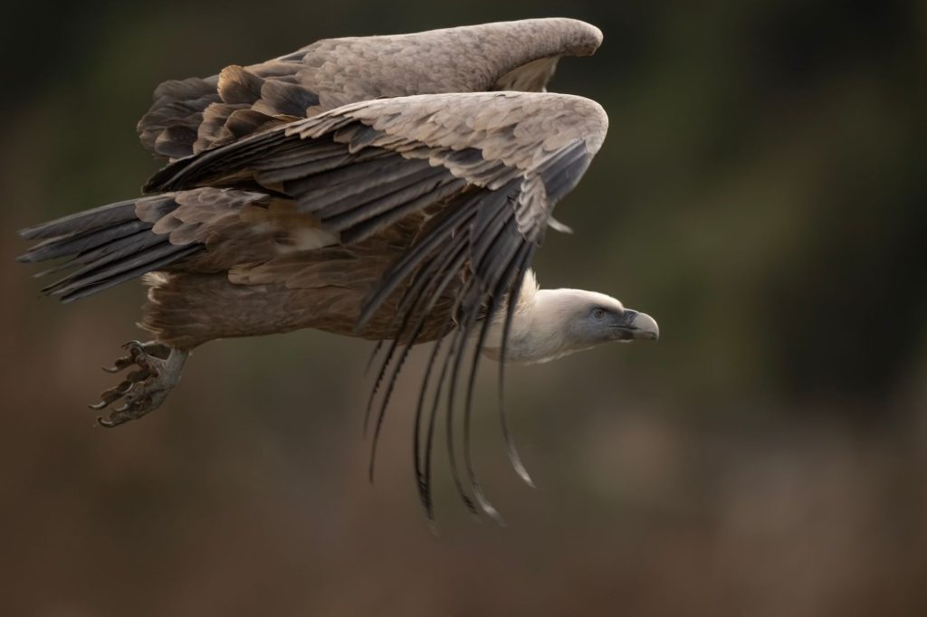 Vautour fauve en plein vol plane, ailes largement déployées dans le ciel