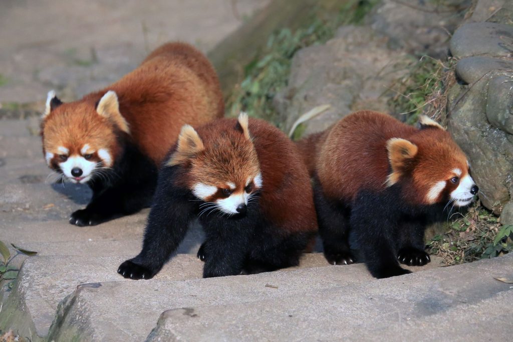 Gros plan sur le visage d'un panda roux avec son masque facial caractéristique