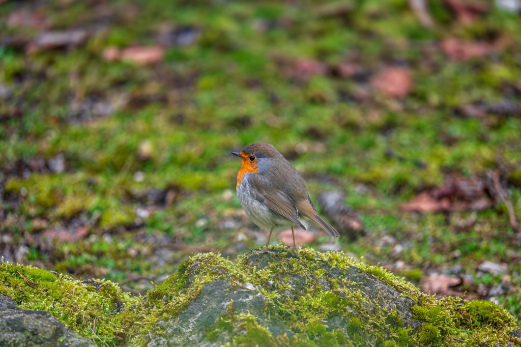 Rouge-gorge familier perché sur une souche couverte de mousse