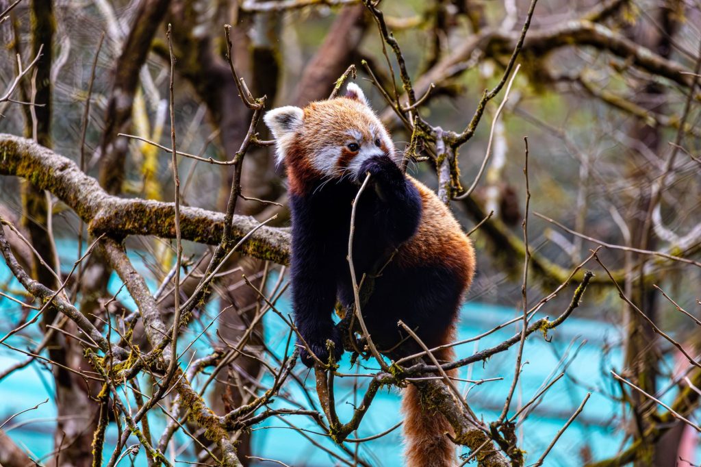 Le panda roux : le petit panda menacé de l&rsquo;Himalaya