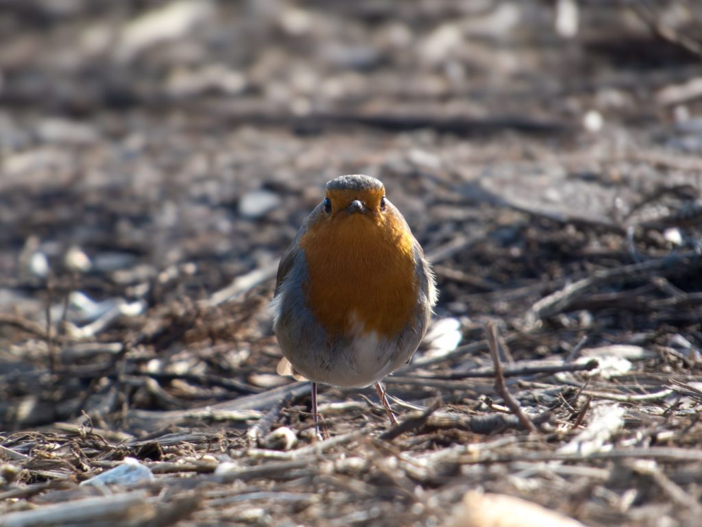 Rouge-gorge familier au sol parmi les brindilles et les feuilles mortes