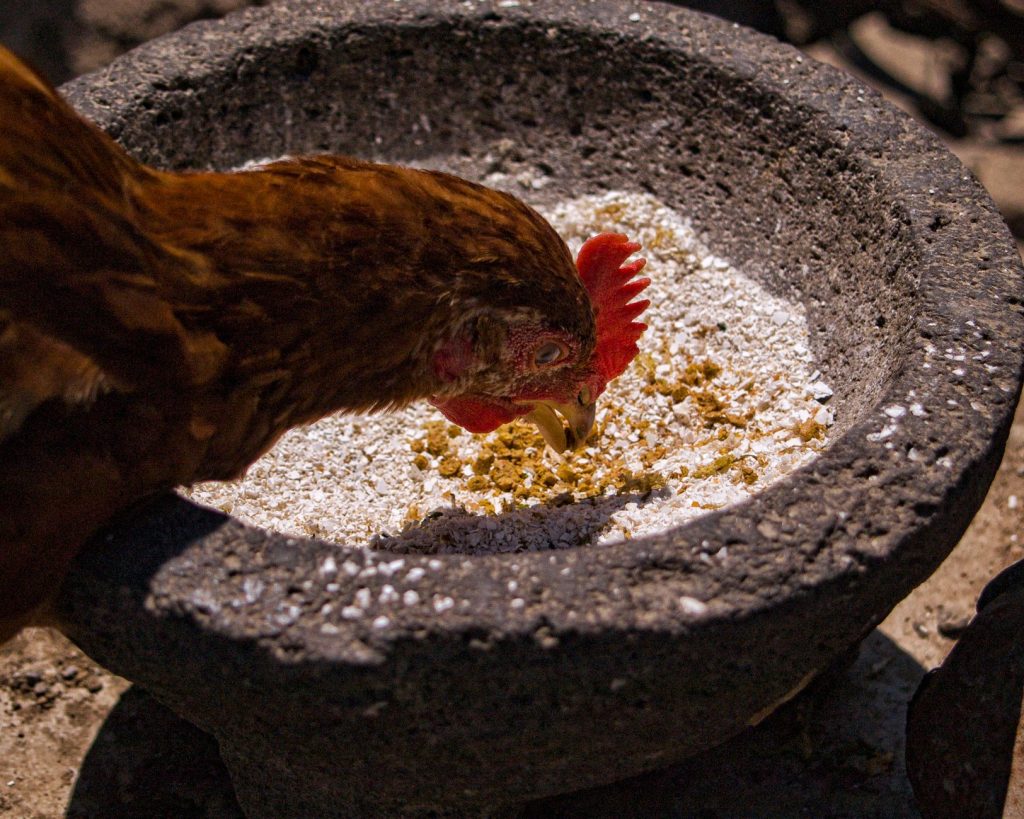 Poules picorant des céréales, alimentation renforcée pendant l'hiver