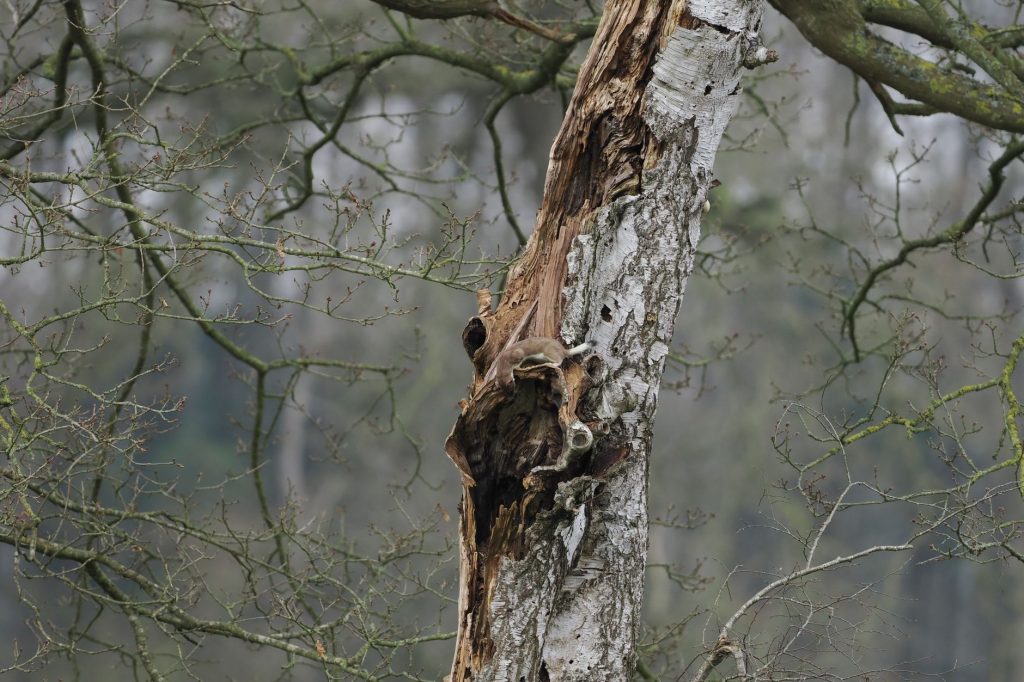 Martre des pins perchée sur une branche dans une forêt de feuillus
