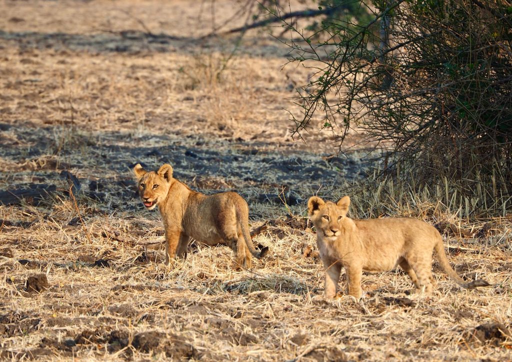 Jeune lionceau d'Afrique dans la savane
