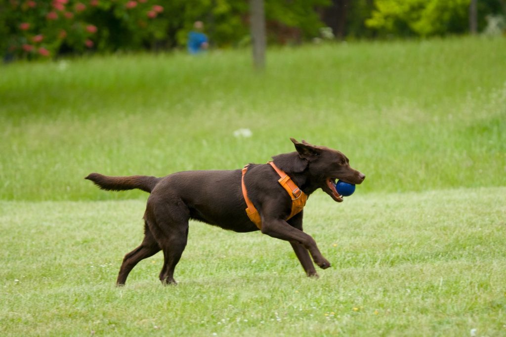 Labrador Retriever courant en extérieur