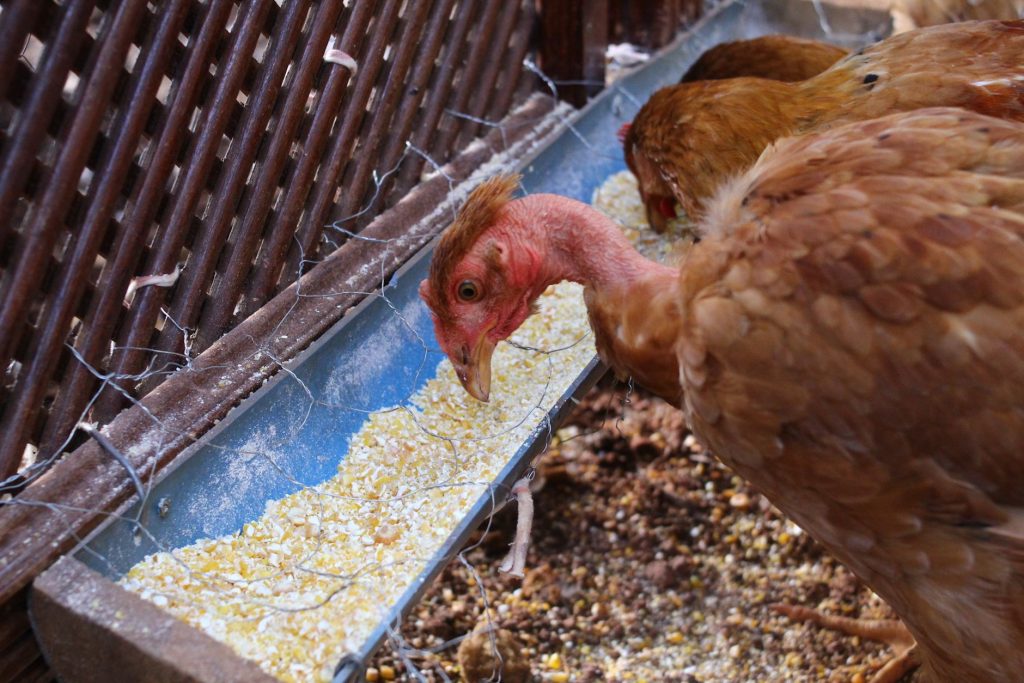 Poule s'alimentant à une mangeoire dans une basse-cour