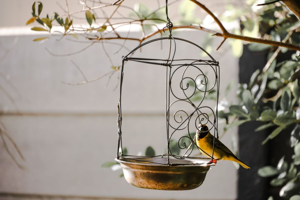 Mangeoire de jardin fréquentée par des oiseaux, à sécuriser face aux chats