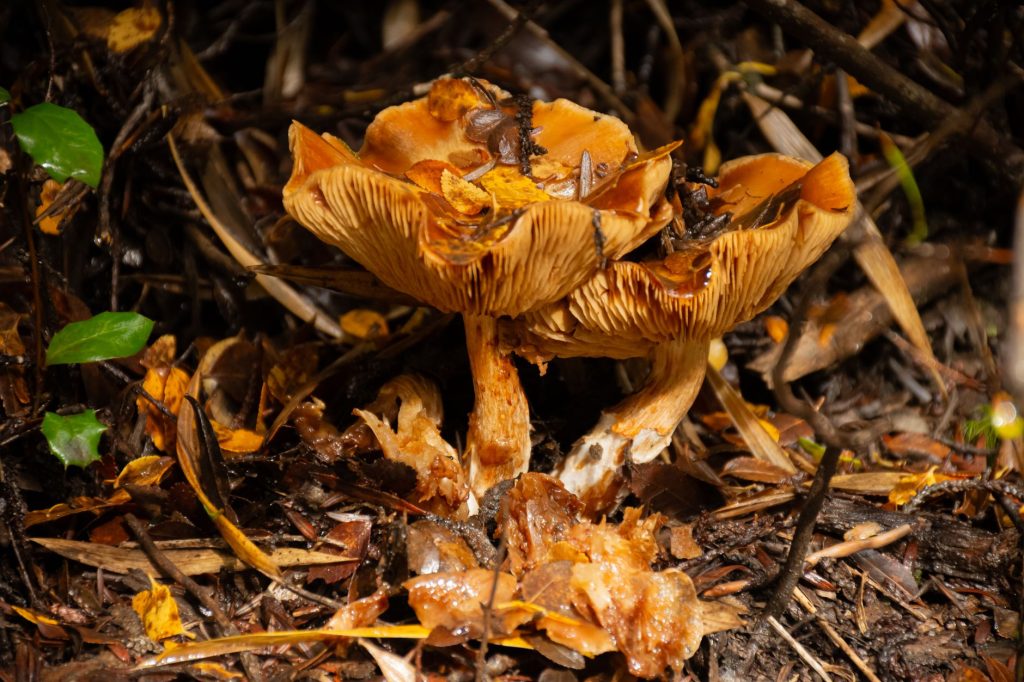 Champignons sauvages pousses au sol en foret