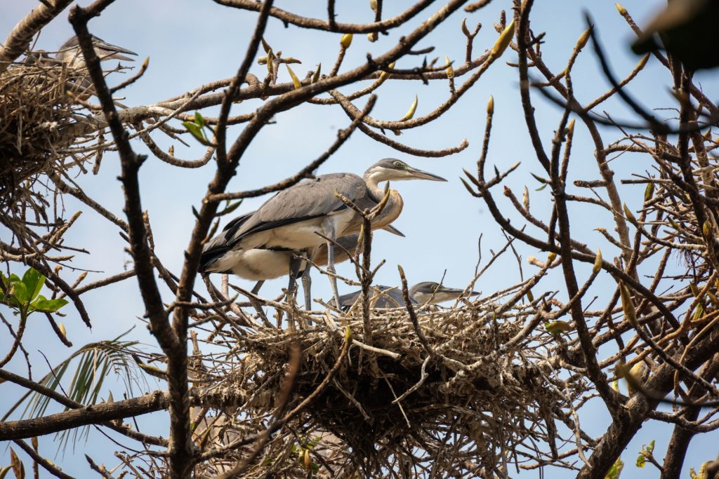 Héron cendré perché dans un arbre au sein d'une colonie de nidification