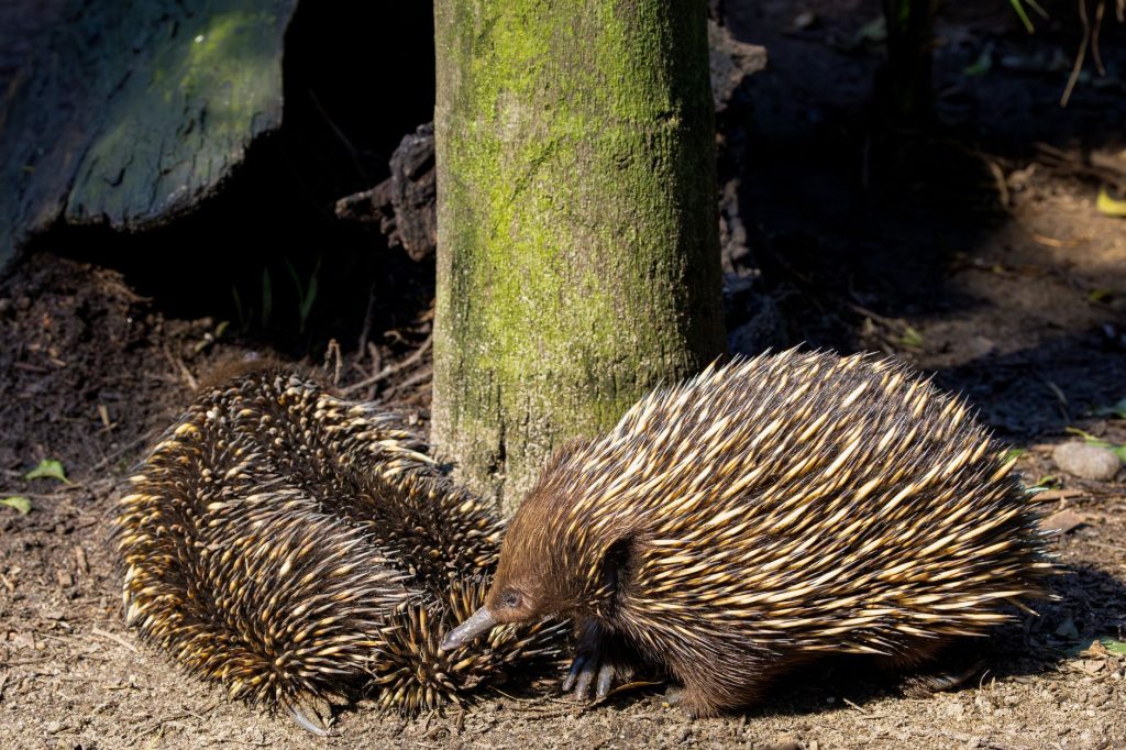 Deux échidnés à nez court explorant un sol forestier en Australie