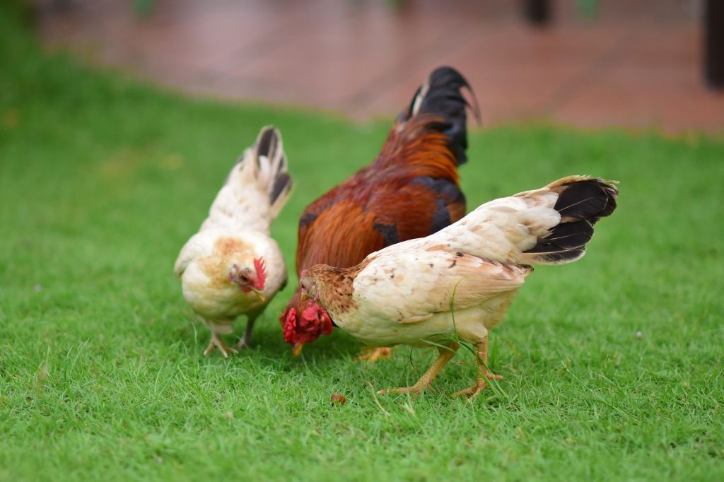 Poules élevant en plein air sur une prairie herbeuse