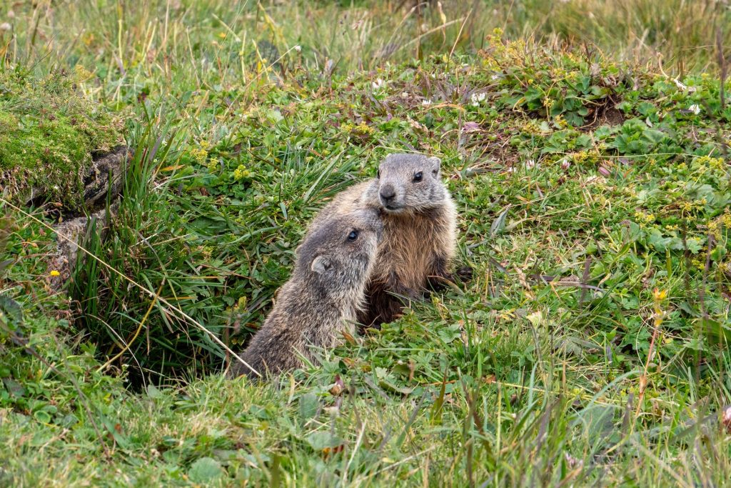 Marmotte des Alpes dans l'herbe rase d'un alpage près de l'entrée de son terrier