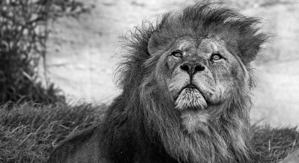 Le lion d&rsquo;Afrique : roi menacé de la savane