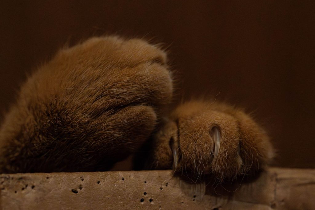 Gros plan sur les pattes d'un chat posées sur un rebord en bois